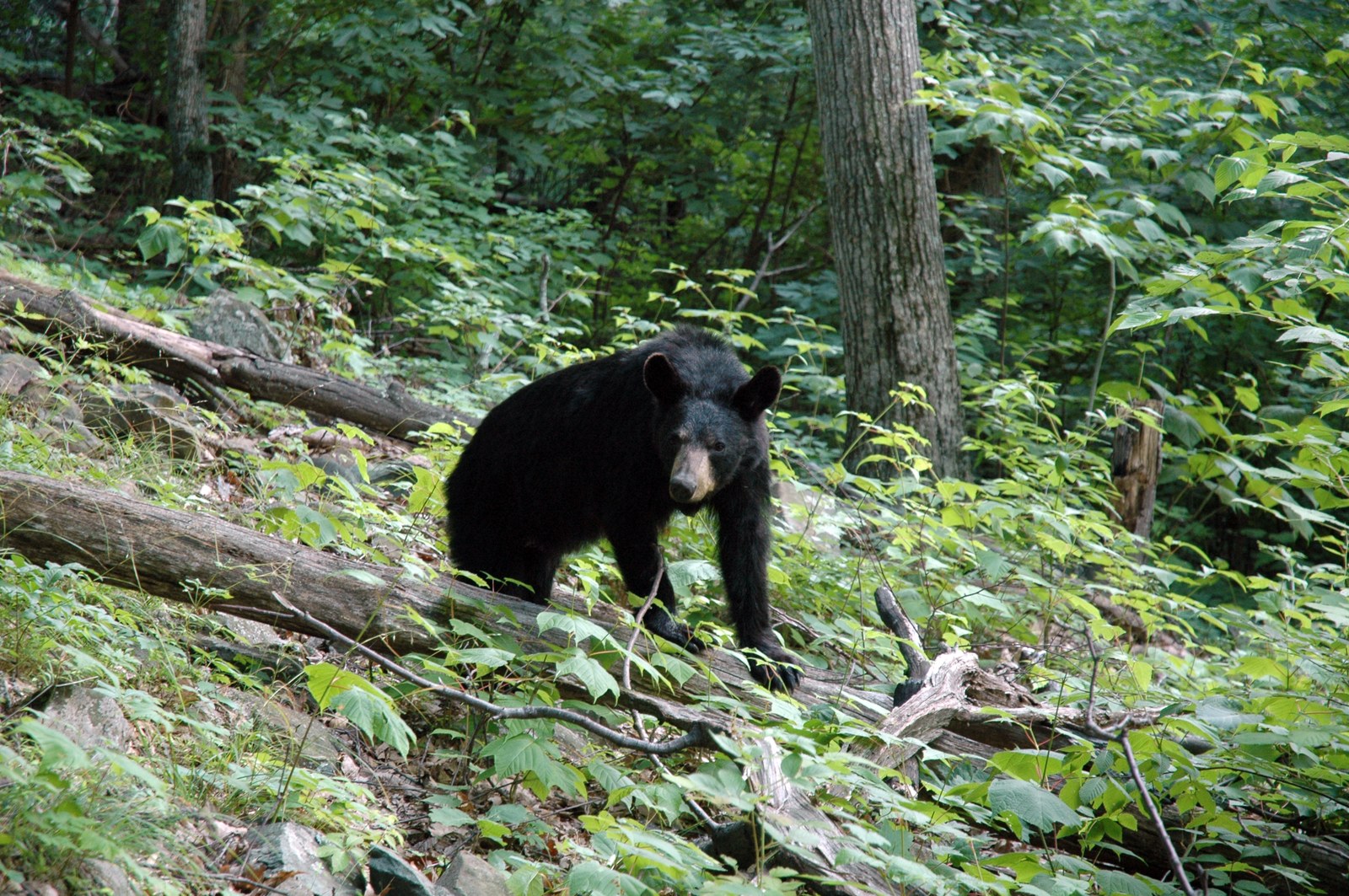 American black bear