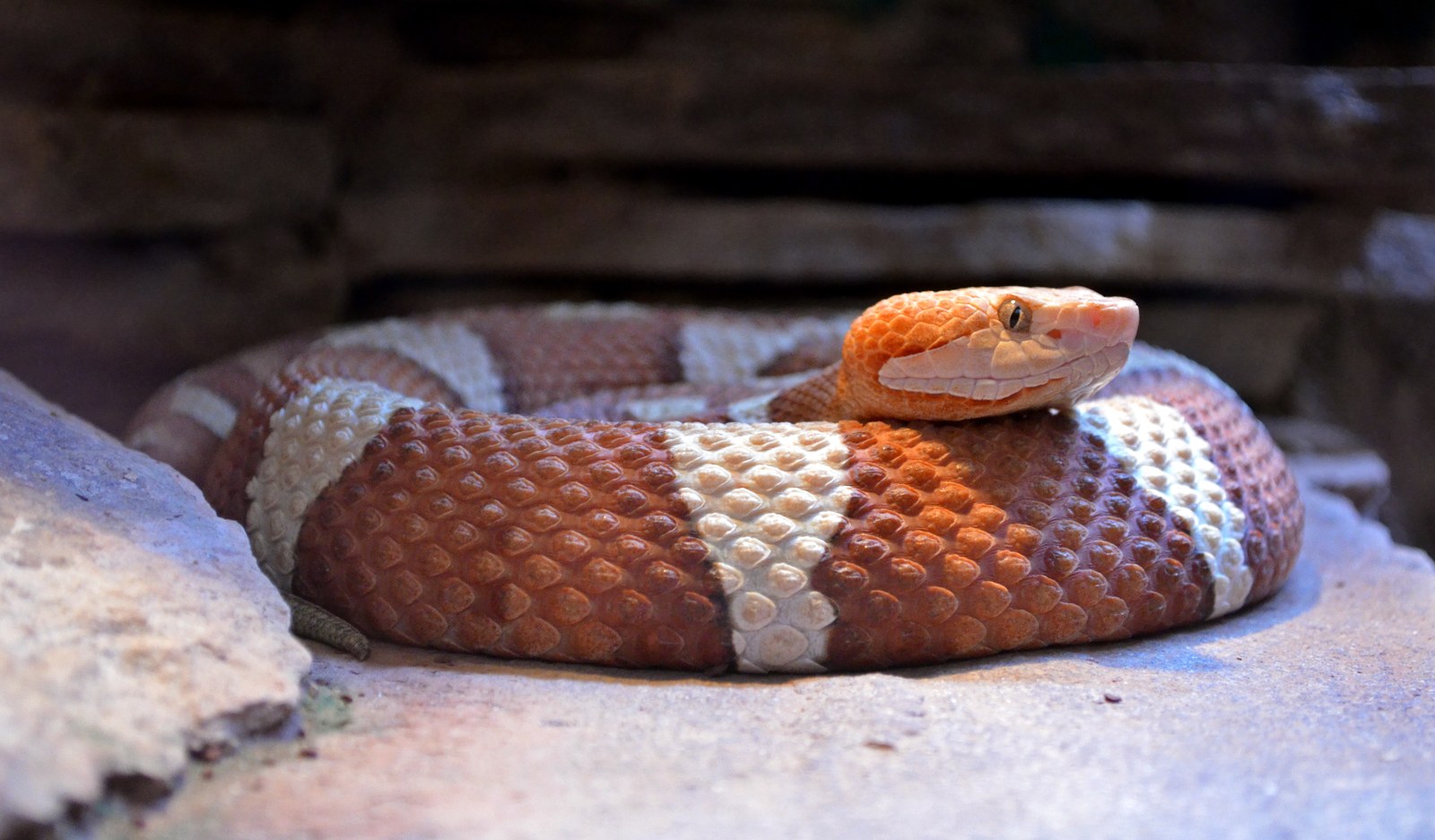 Copperhead snake