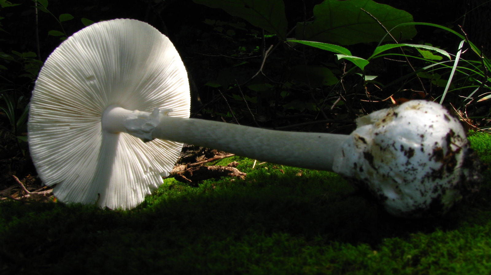 Destroying angel mushroom