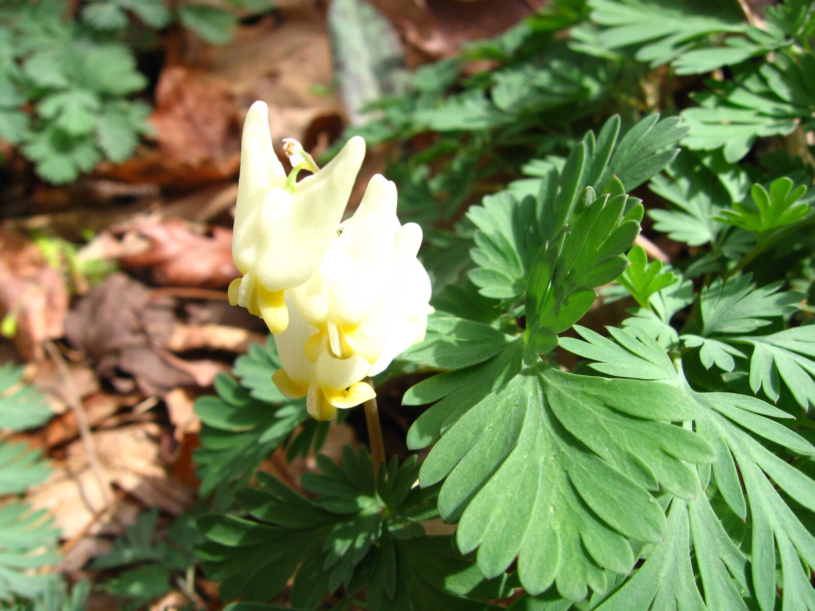 Dutchman's breeches