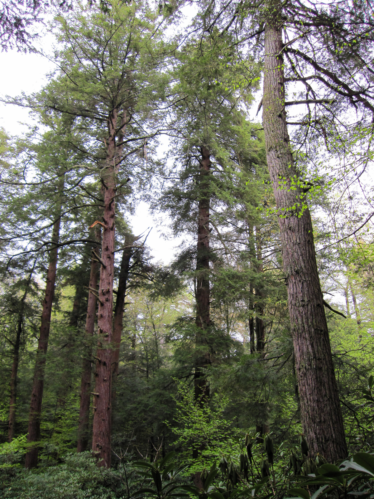 Eastern hemlock branch with needles