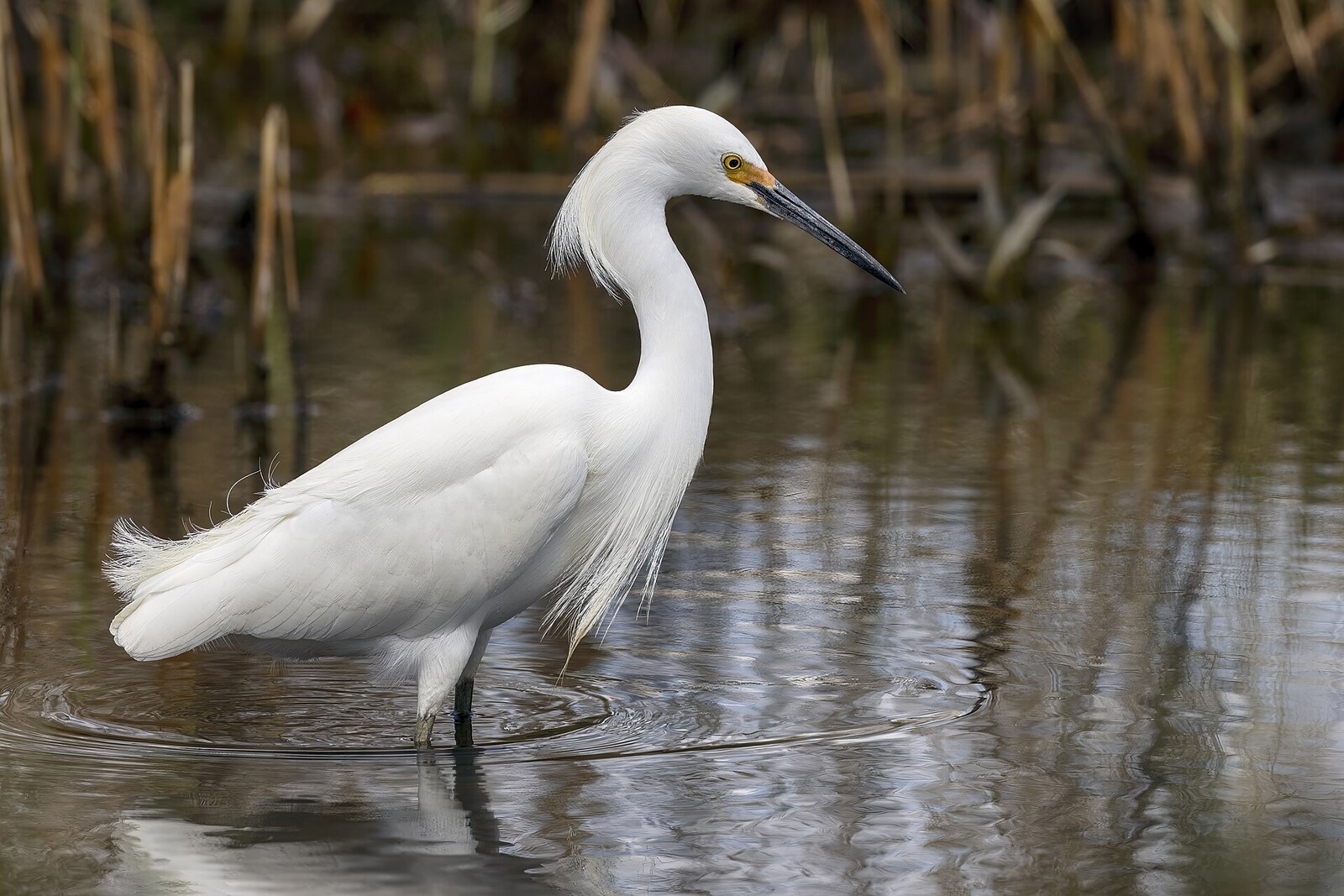Snowy egret