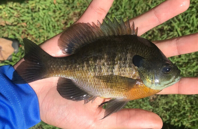 Bluegill