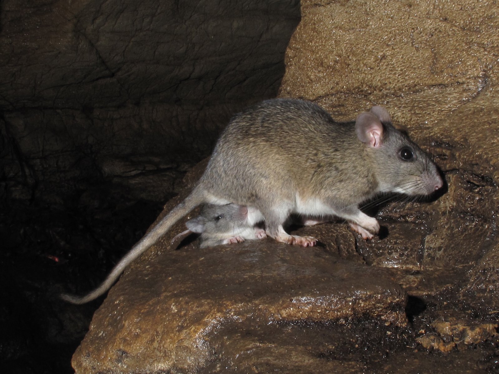 Allegheny woodrat