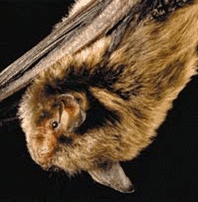 Indiana bat cluster on cave ceiling