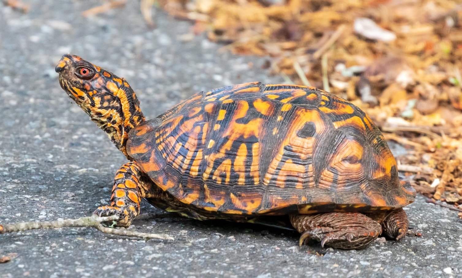 Eastern box turtle