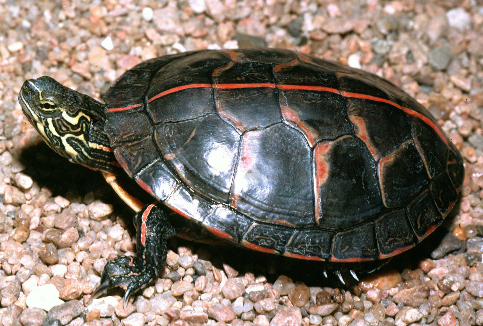 Southern painted turtle