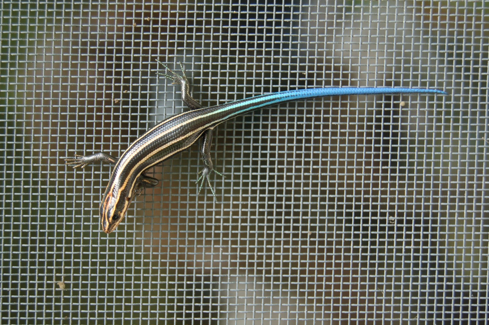 Five-lined skink