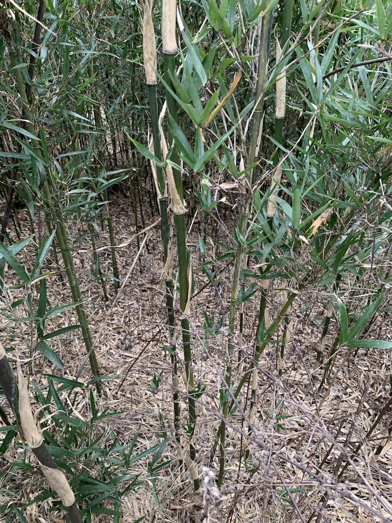 Dense stand of river cane