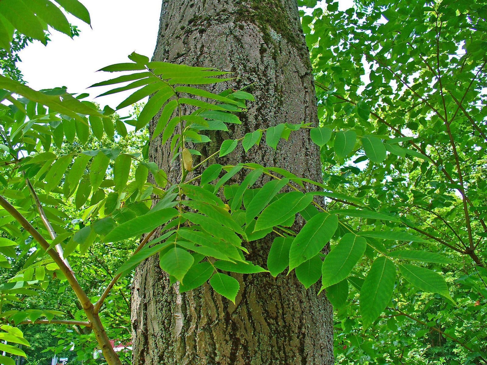 Flora & Plant Communities — Geography of Marion County, Tennessee