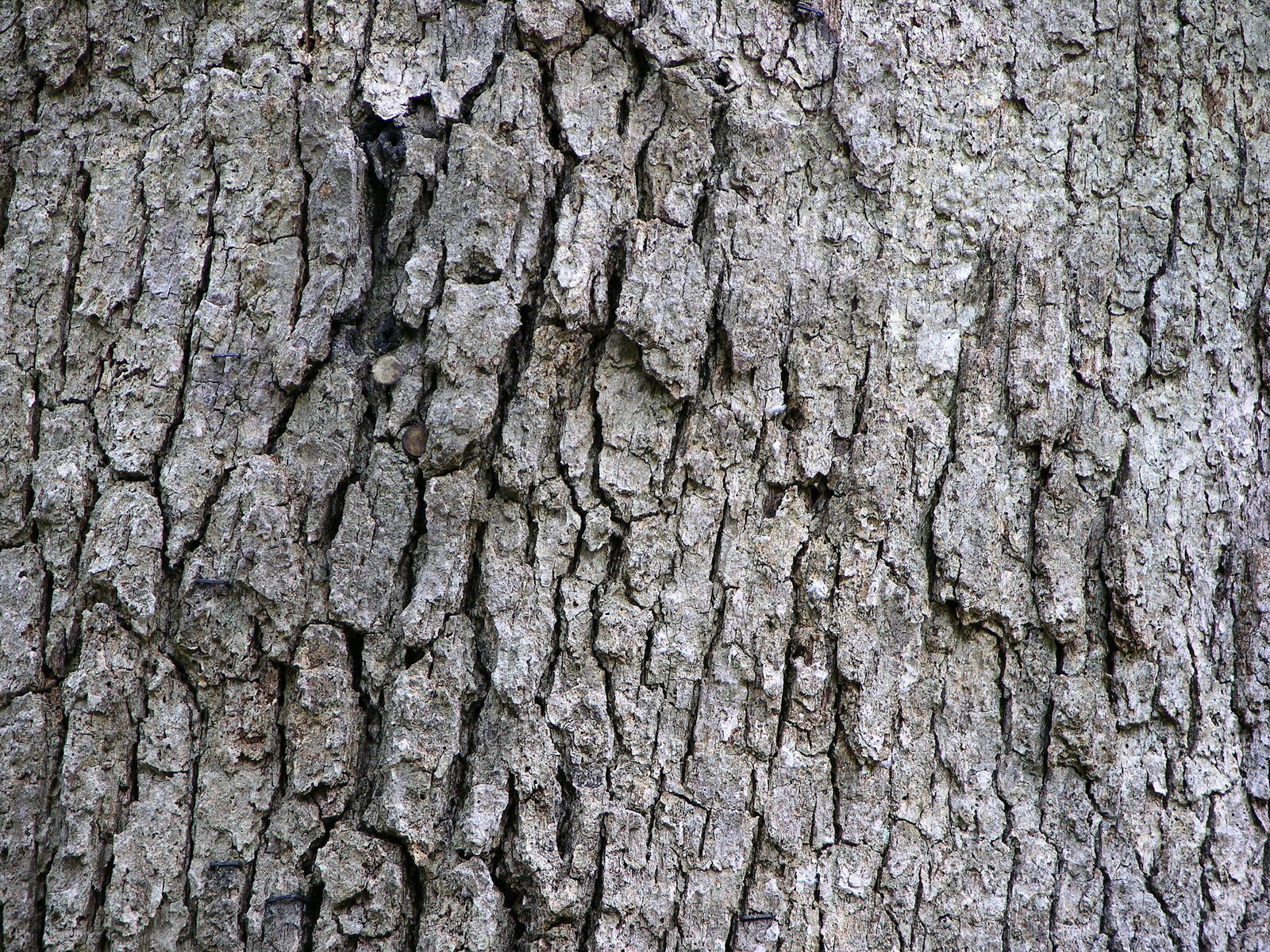 Ancient white oak tree with spreading crown