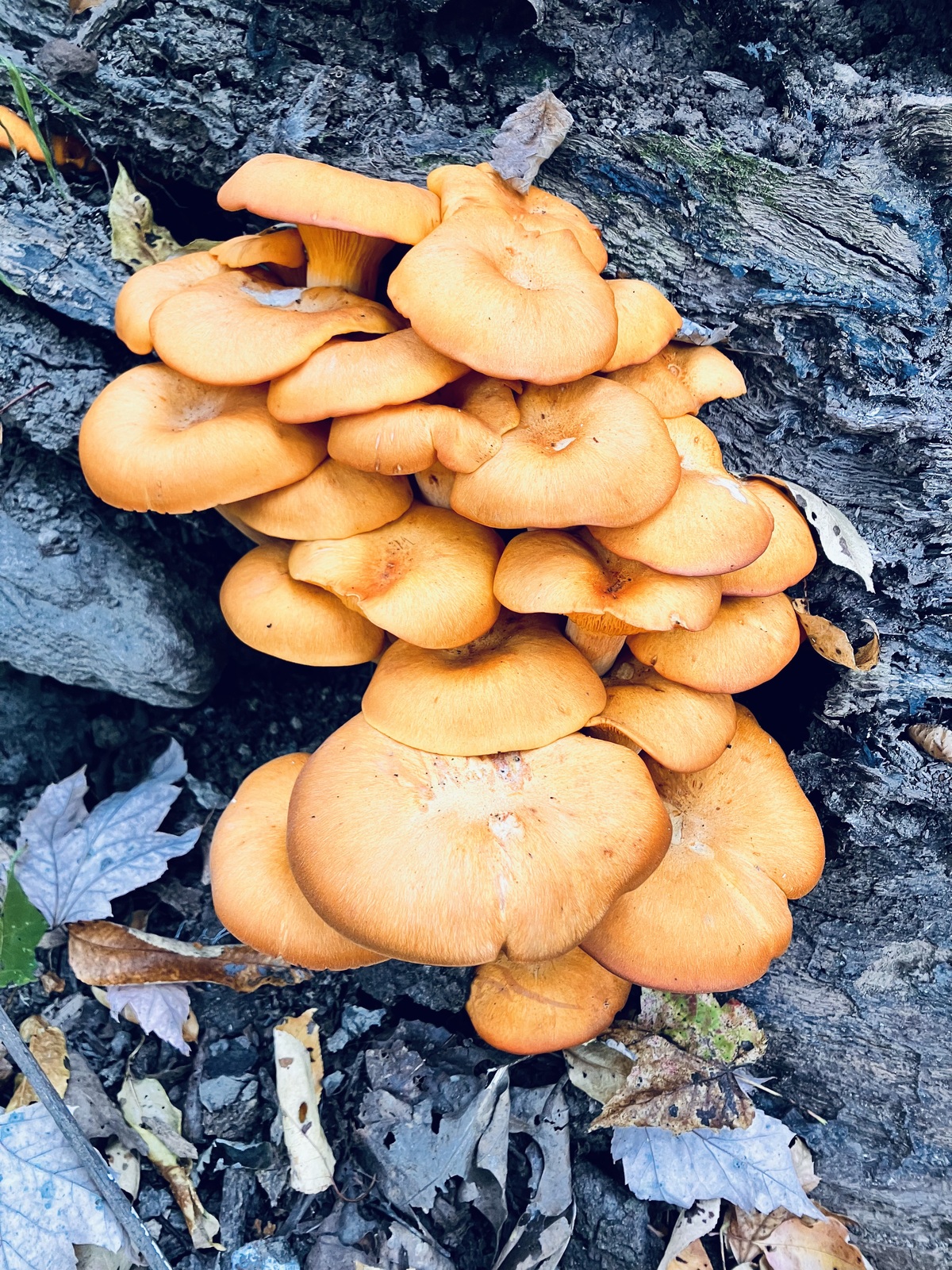 Jack o'lantern mushroom
