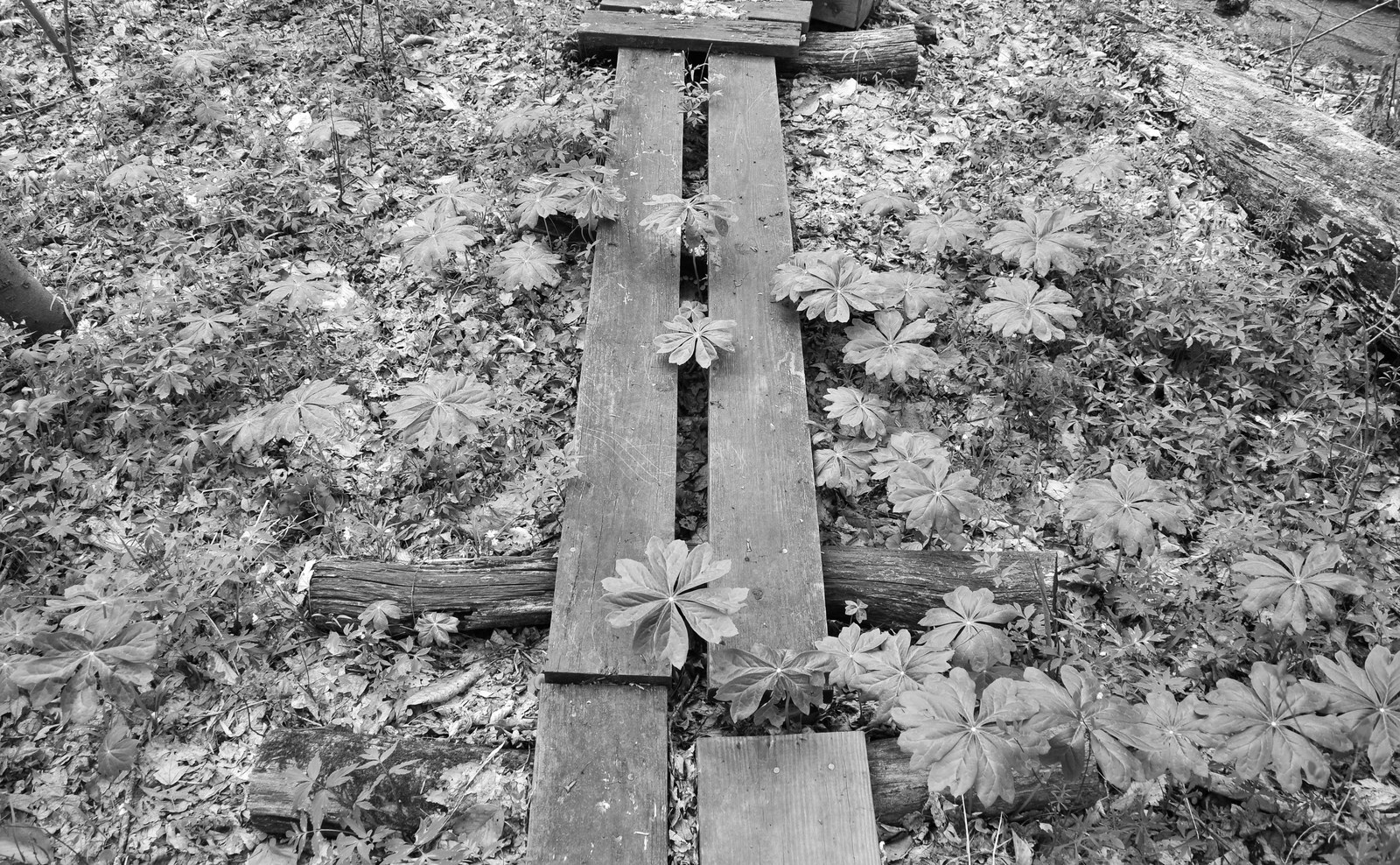 Mayapple