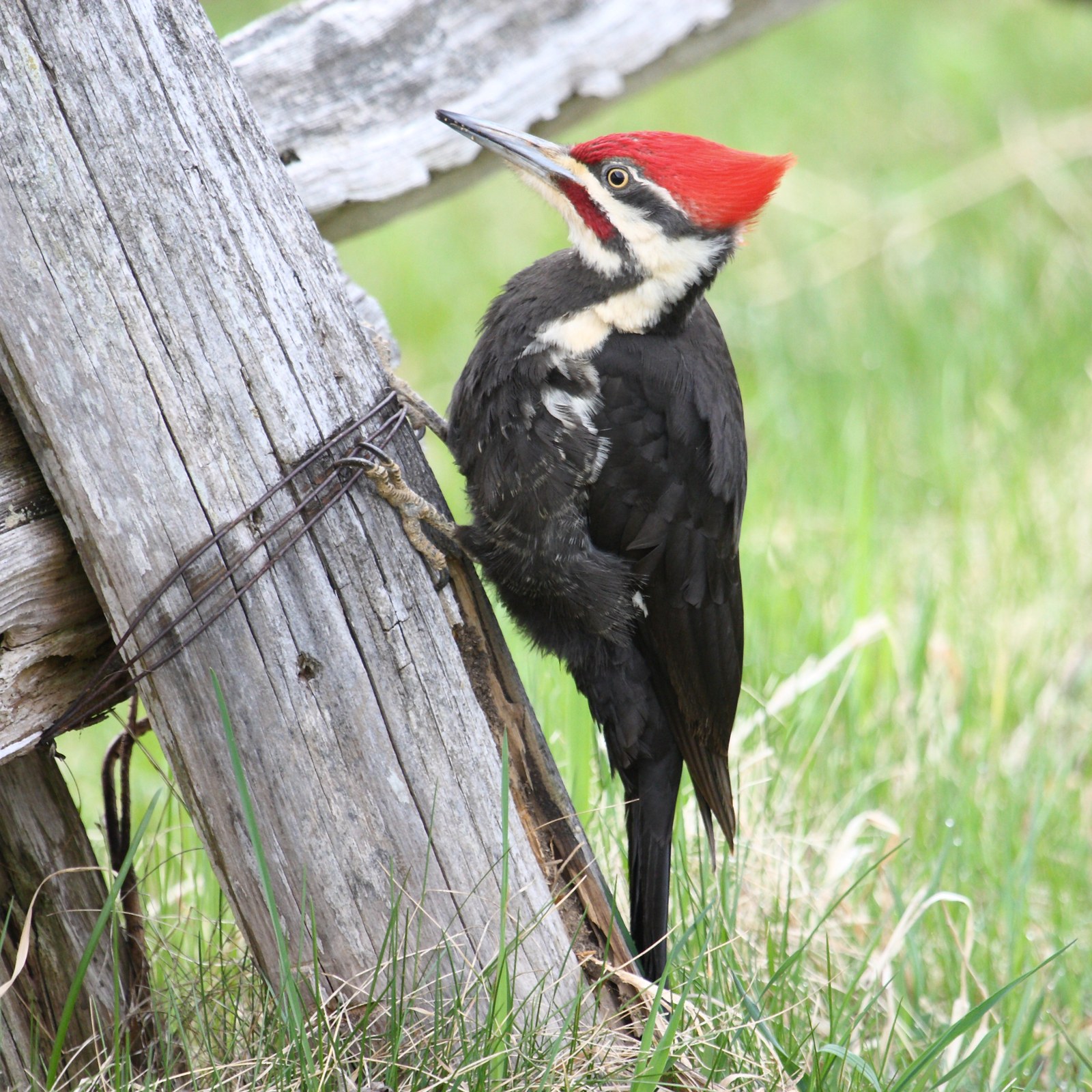 Pileated woodpecker
