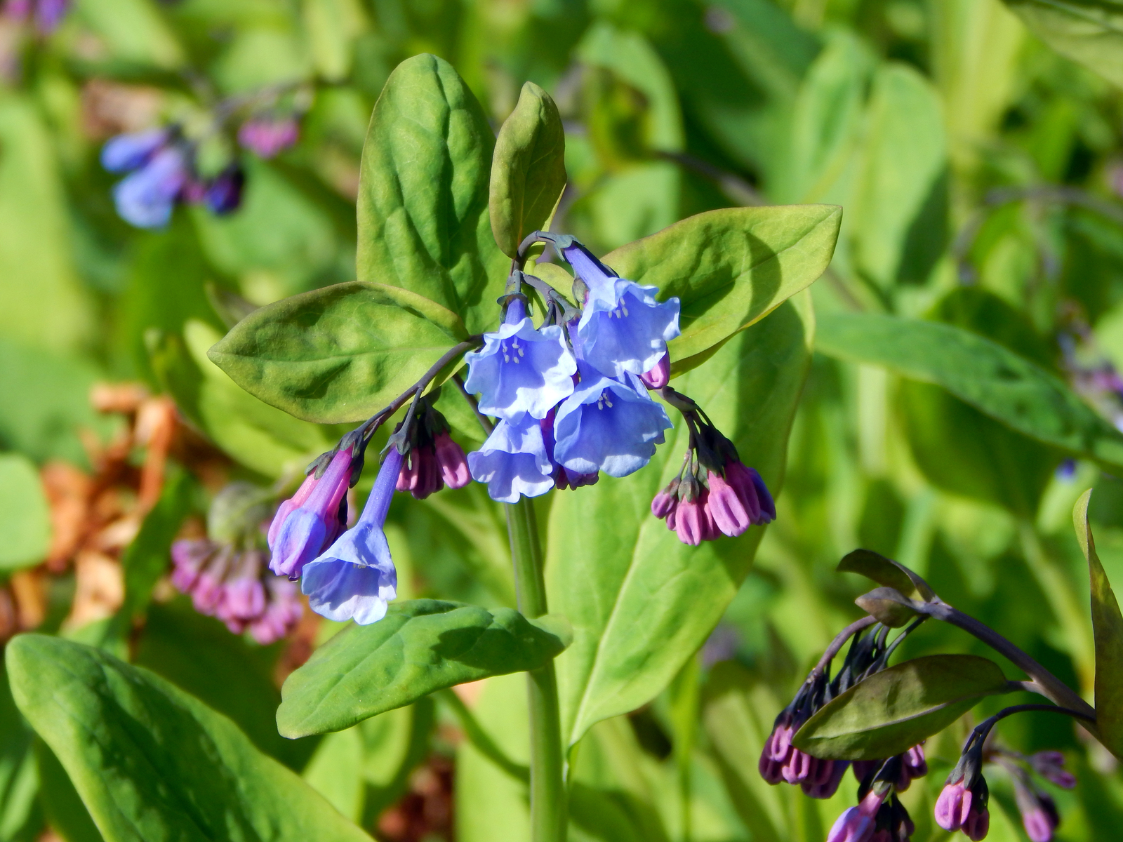 Virginia bluebells